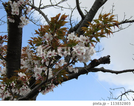 葉桜になったこじま花の会花畑桜並木の桜の花 葉桜になったこじま花の会花畑桜並木の桜の花 113832803