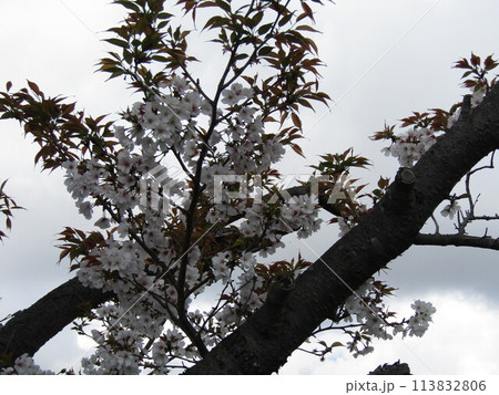 葉桜になったこじま花の会花畑桜並木の桜の花 葉桜になったこじま花の会花畑桜並木の桜の花 113832806