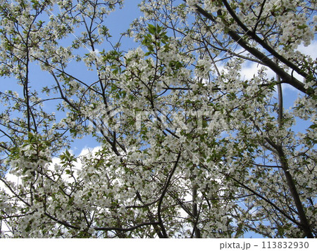 葉桜になったこじま花の会花畑桜並木の桜の花 葉桜になったこじま花の会花畑桜並木の桜の花 113832930