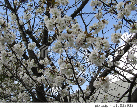 こじま花の会花畑桜並木の満開の桜の花 こじま花の会花畑桜並木の満開の桜の花 113832932