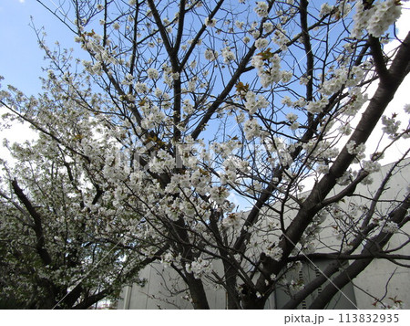 こじま花の会花畑桜並木の満開の桜の花 こじま花の会花畑桜並木の満開の桜の花 113832935