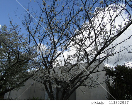 こじま花の会花畑桜並木の満開の桜の花 こじま花の会花畑桜並木の満開の桜の花 113832937