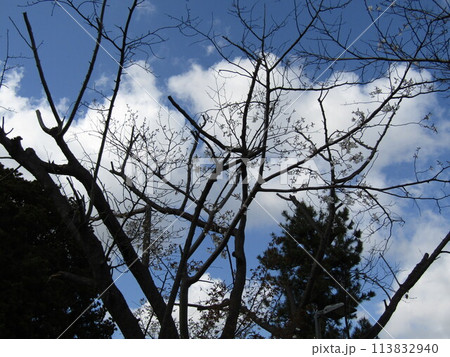 こじま花の会花畑桜並木の八分咲きの桜の花 こじま花の会花畑桜並木の八分咲きの桜の花 113832940