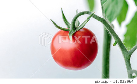 有機トマトのクローズアップ 有機トマトのクローズアップ 113832964
