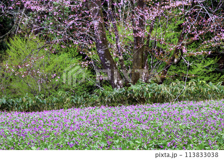 カタクリとサクラ カタクリとサクラ 113833038