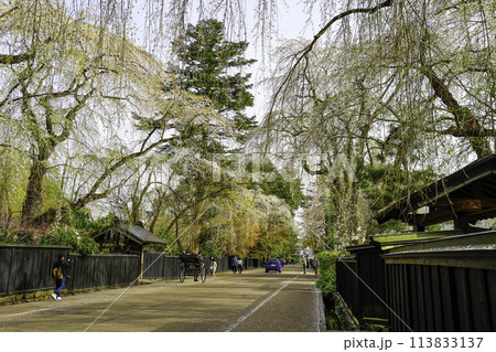 山門としだれ桜 山門としだれ桜 113833137