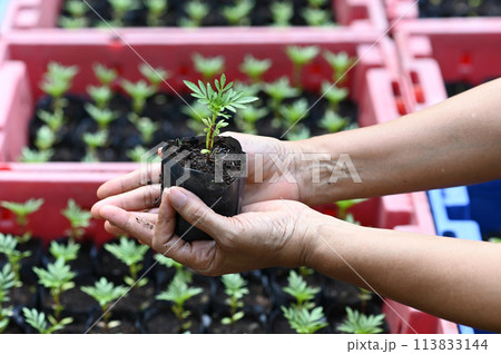 Hand holding young Calendula or Marigold tree on soil background for planting in garden. Planting trees to reduce global warming, World Environment Day Concept. 113833144