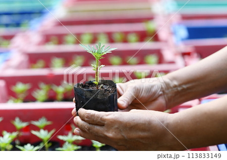 Hand holding young Calendula or Marigold tree on soil background for planting in garden. Planting trees to reduce global warming, World Environment Day Concept. Hand holding young Calendula or Marigold tree on soil background for planting in garden. Planting trees to reduce global warming, World Environment Day Concept. 113833149