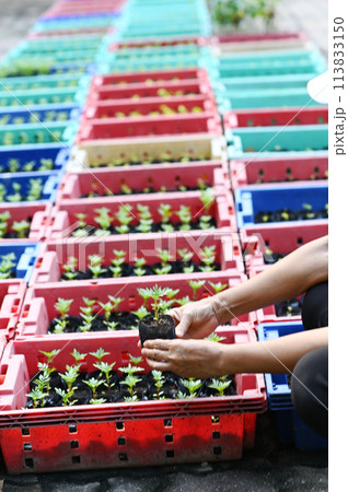 Hand holding young Calendula or Marigold tree on soil background for planting in garden. Planting trees to reduce global warming, World Environment Day Concept. Hand holding young Calendula or Marigold tree on soil background for planting in garden. Planting trees to reduce global warming, World Environment Day Concept. 113833150