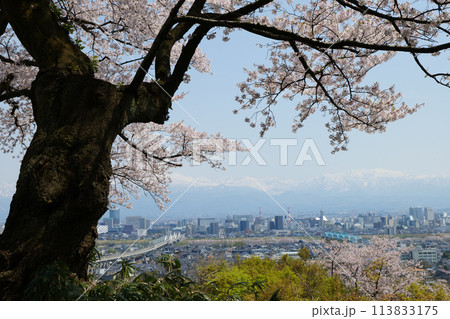 満開の桜春霞の薬師岳北アルプス立山連峰と神通大橋 満開の桜春霞の薬師岳北アルプス立山連峰と神通大橋 113833175