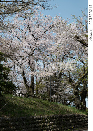 石積の法面と遊歩道見上げれば満開の桜 石積の法面と遊歩道見上げれば満開の桜 113833213