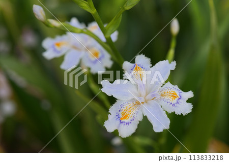 シャガの花クローズアップ 113833218