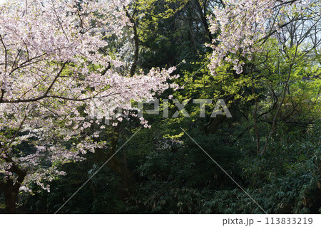 森の中満開の桜 113833219