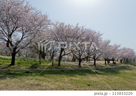 公園の丘満開の桜並木の道沿いでお花見 113833220