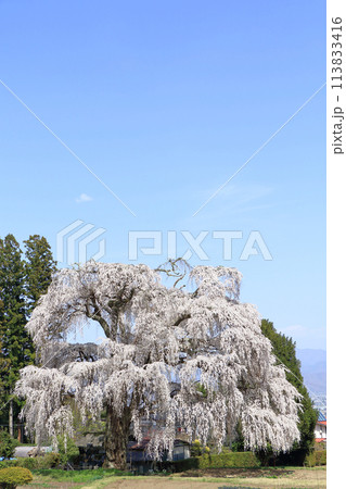 三郷北小倉の枝垂桜 安曇野市 三郷北小倉の枝垂桜 安曇野市 113833416