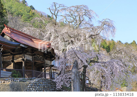 松本市梓川 真光寺の枝垂桜 松本市梓川 真光寺の枝垂桜 113833418