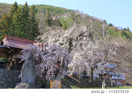 松本市梓川 真光寺の枝垂桜 松本市梓川 真光寺の枝垂桜 113833419