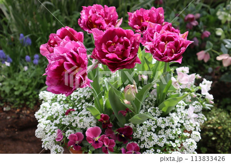 八重咲きチューリップの寄せ植え 113833426