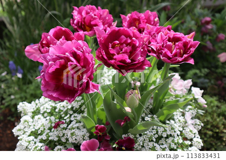 八重咲きチューリップの寄せ植え 113833431