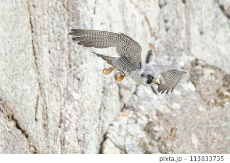 目標に向かって飛ぶハヤブサ成鳥 113833735