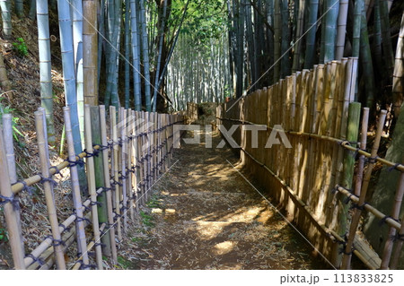 竹林のある風景(佐倉市のひよどり坂) 竹林のある風景(佐倉市のひよどり坂) 113833825