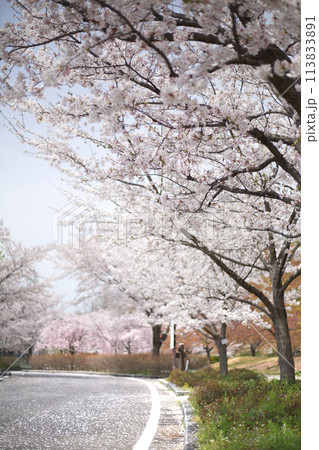 桜のある風景 113833891