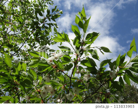 葉が先に出る山桜の白い花 葉が先に出る山桜の白い花 113833903