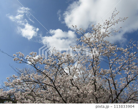 高州スポセン前の満開のソメイヨシノ 高州スポセン前の満開のソメイヨシノ 113833904