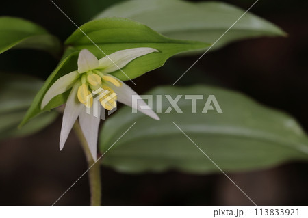 自然　植物　チゴユリ、白くて可憐な小さな花を茎先に一つづつ咲かせます 113833921