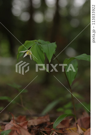 自然　植物　チゴユリ、日本全国の落葉樹林で見られるそうです 113833922