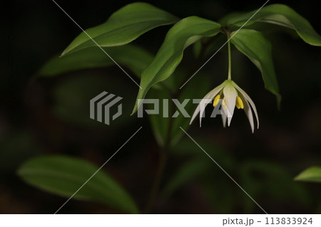 自然　植物　チゴユリ、春から初夏に大きめの葉に隠れて下向きに咲く花。上から見ると見逃すかも 113833924