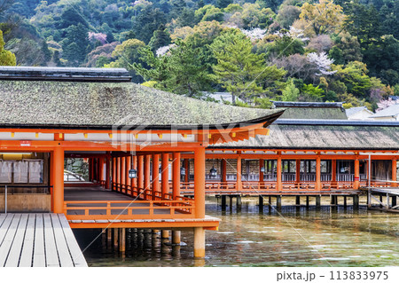広島 嚴島神社　西回廊 113833975