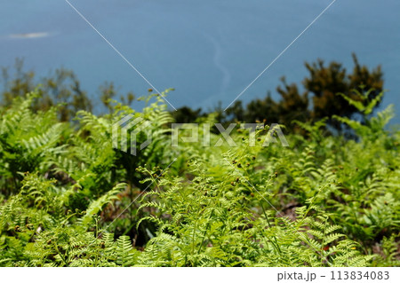春の山菜わらび 113834083