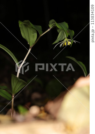 自然　植物　チゴユリ、草丈は二十センチ前後。落葉樹林の林床に群生します 113834109