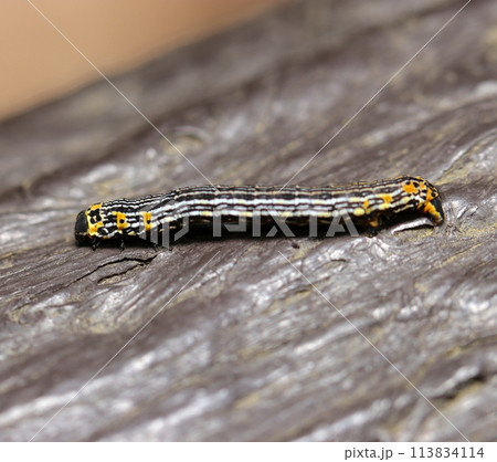 ヒメノコメエダシャク蛾の幼虫（自然光＋ストロボ、マクロ接写撮影） 113834114