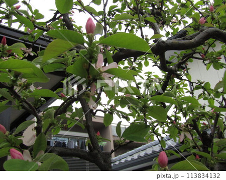秋には黄色い実をつける桃色のカリンの花 113834132