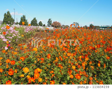 絶景のコスモス畑 113834159