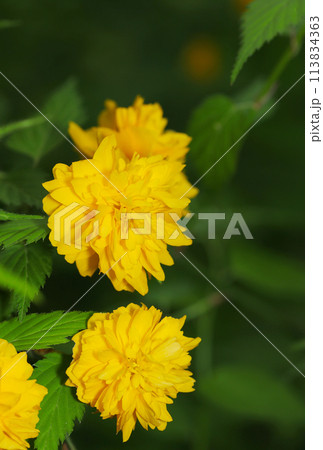 深い森の中で鮮やかに咲く黄色いヤエヤマブキの花（自然光＋ストロボ、マクロ接写撮影） 113834363