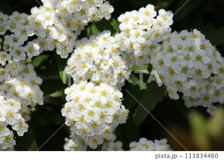 手鞠のようなかわいいコデマリの白い花集団（自然光＋マクロ接写写真） 113834460