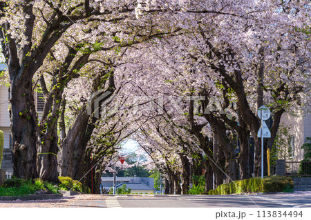 桜並木の道 113834494