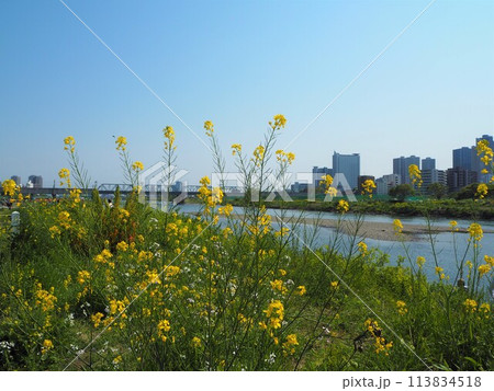 高層ビルが並ぶ多摩川沿いと菜の花が咲く河川敷の風景 113834518