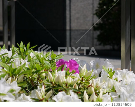 花壇で咲いているツツジ 113834609