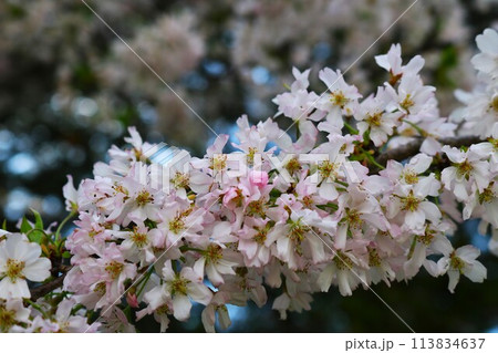 密集して咲き誇るピンクの桜　春の公園 113834637