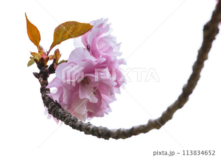 春の陽光を浴びて色とりどりに輝く桜の花たち 113834652