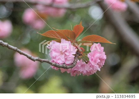 春の陽光を浴びて色とりどりに輝く桜の花たち 113834695