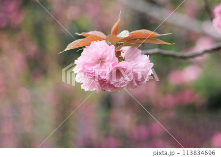 春の陽光を浴びて色とりどりに輝く桜の花たち 113834696