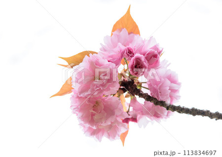 春の陽光を浴びて色とりどりに輝く桜の花たち 113834697