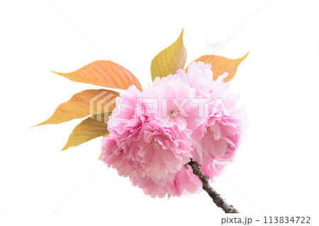 春の陽光を浴びて色とりどりに輝く桜の花たち 113834722