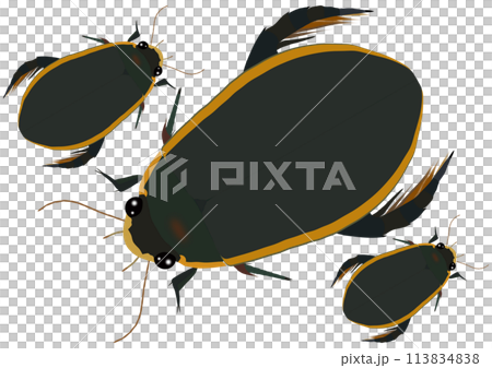 Three "Diving Beetles" 113834838