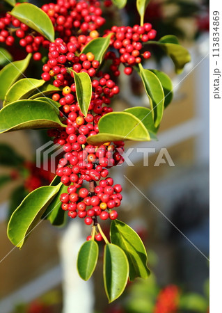 ピラカンサの赤い実 ピラカンサの赤い実 113834869